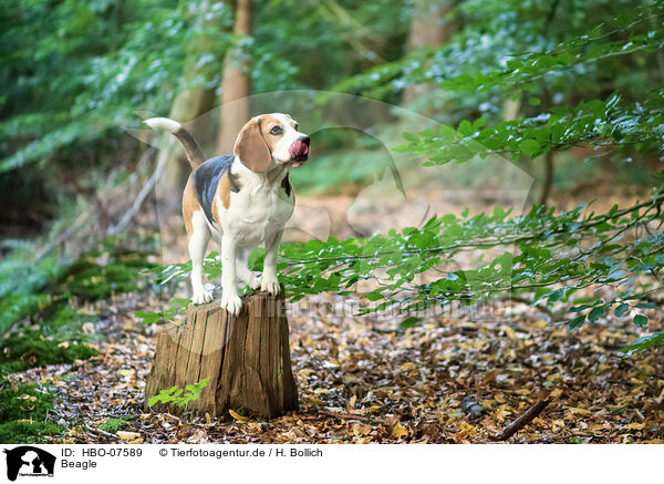Beagle / Beagle / HBO-07589