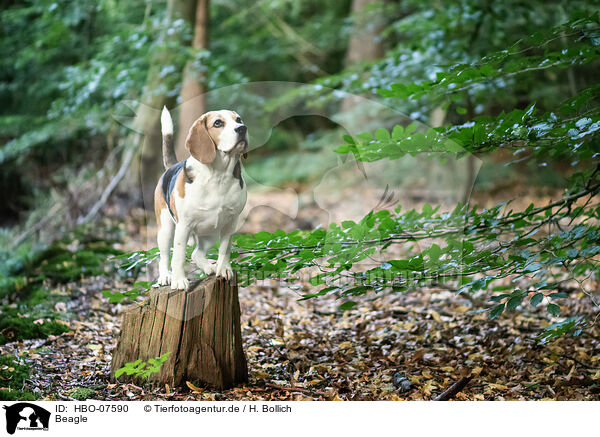 Beagle / Beagle / HBO-07590