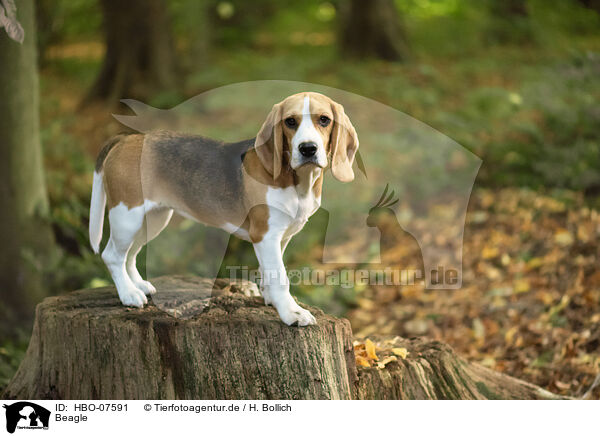 Beagle / Beagle / HBO-07591