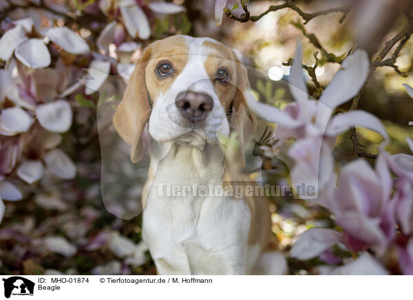 Beagle / Beagle / MHO-01874