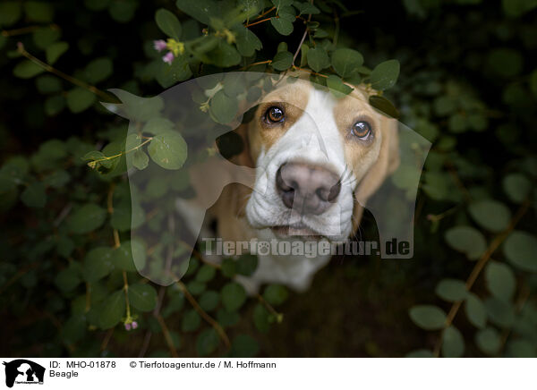 Beagle / Beagle / MHO-01878
