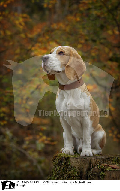 Beagle / Beagle / MHO-01882