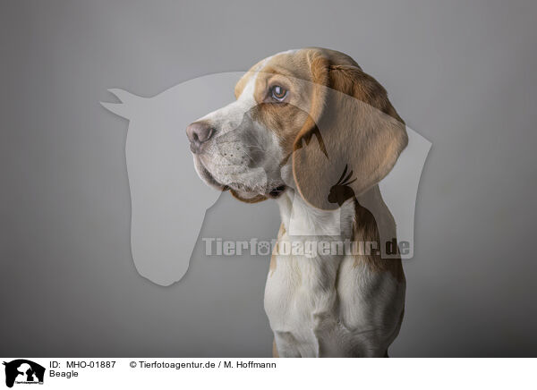 Beagle / Beagle / MHO-01887