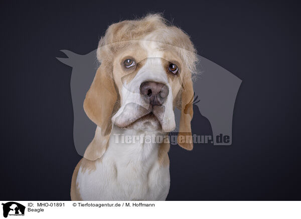 Beagle / Beagle / MHO-01891