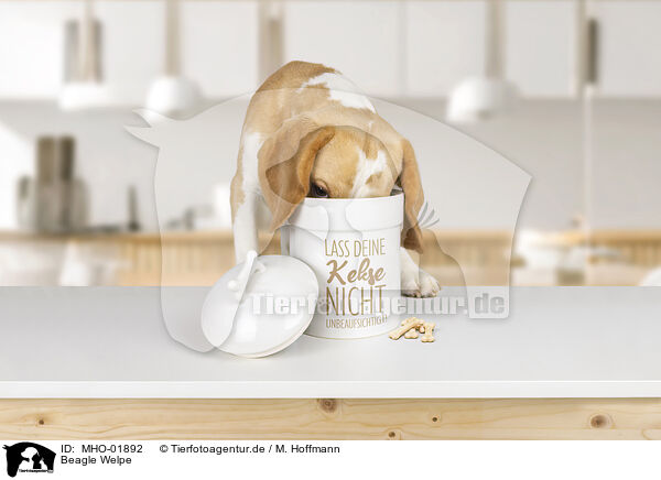 Beagle Welpe / Beagle puppy / MHO-01892