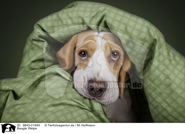 Beagle Welpe / Beagle puppy / MHO-01895