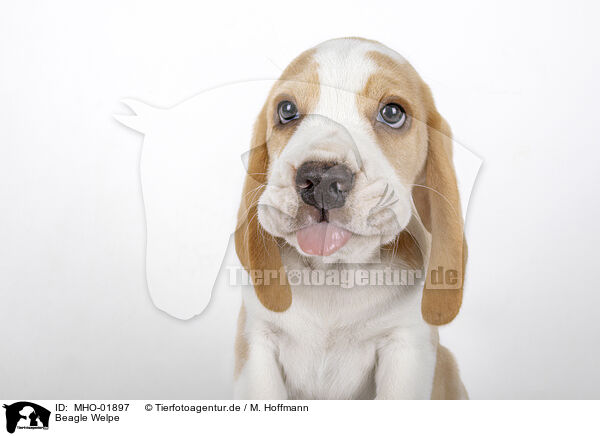 Beagle Welpe / Beagle puppy / MHO-01897
