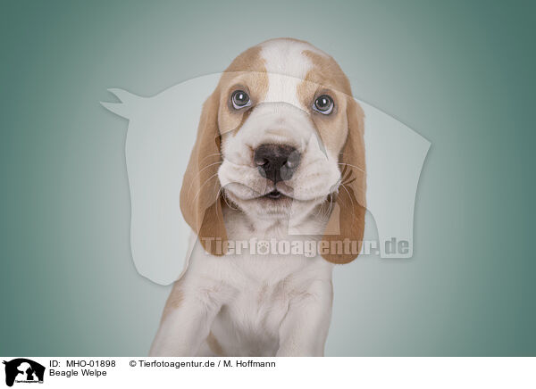 Beagle Welpe / Beagle puppy / MHO-01898
