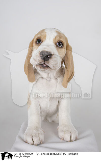 Beagle Welpe / Beagle puppy / MHO-01899