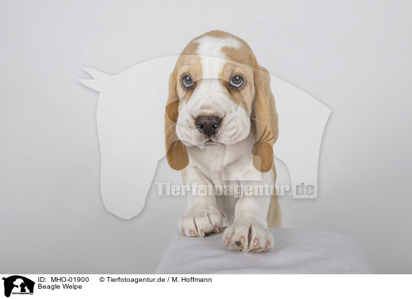 Beagle Welpe / Beagle puppy / MHO-01900