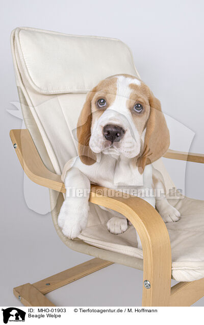 Beagle Welpe / Beagle puppy / MHO-01903