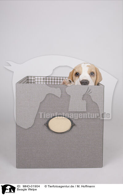 Beagle Welpe / Beagle puppy / MHO-01904