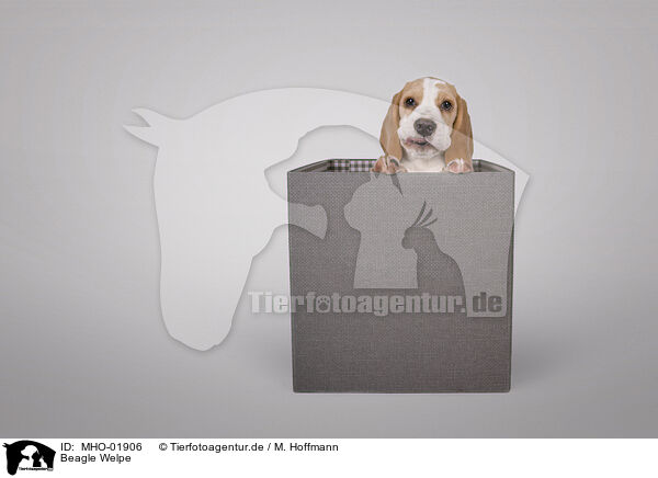 Beagle Welpe / Beagle puppy / MHO-01906