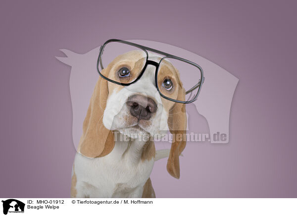 Beagle Welpe / Beagle puppy / MHO-01912