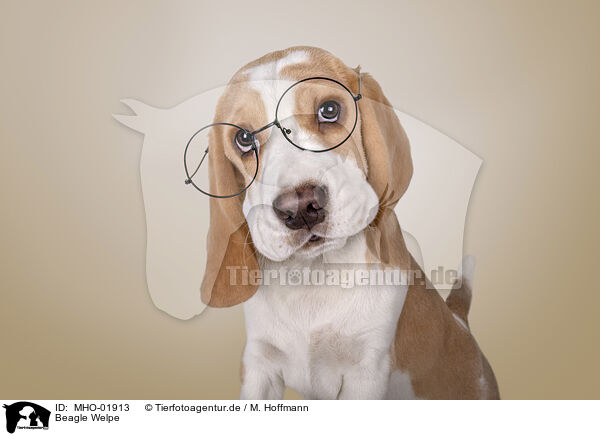 Beagle Welpe / Beagle puppy / MHO-01913