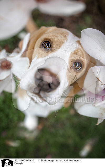 Beagle / Beagle / MHO-01916