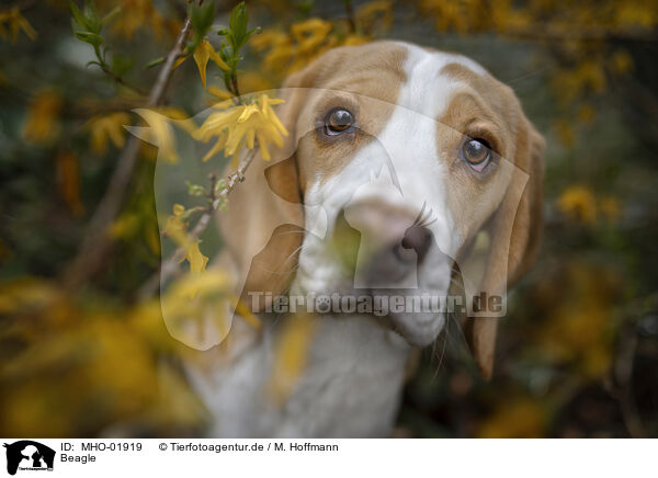 Beagle / Beagle / MHO-01919