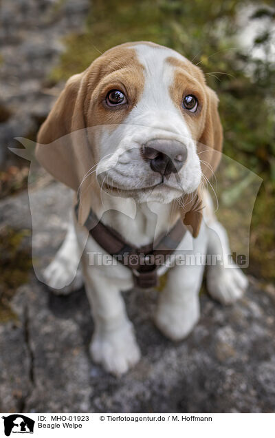 Beagle Welpe / Beagle puppy / MHO-01923