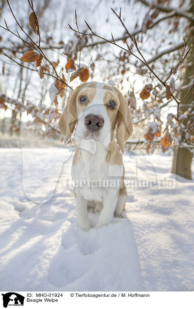 Beagle Welpe / Beagle puppy / MHO-01924