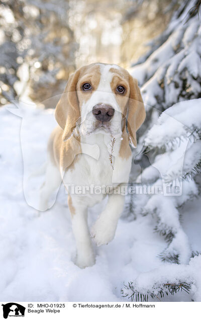 Beagle Welpe / Beagle puppy / MHO-01925