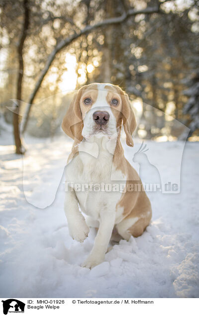 Beagle Welpe / Beagle puppy / MHO-01926