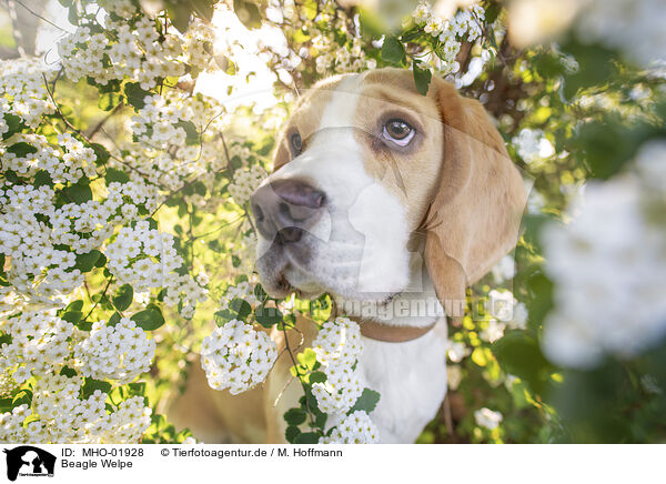 Beagle Welpe / MHO-01928
