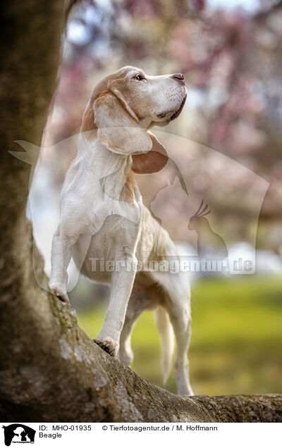 Beagle / Beagle / MHO-01935