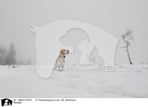 Beagle / Beagle / MHO-01941