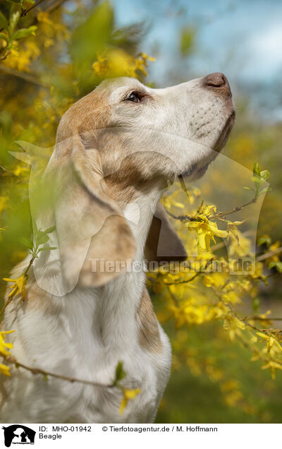 Beagle / Beagle / MHO-01942