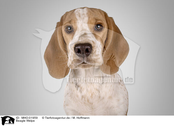 Beagle Welpe / Beagle puppy / MHO-01959