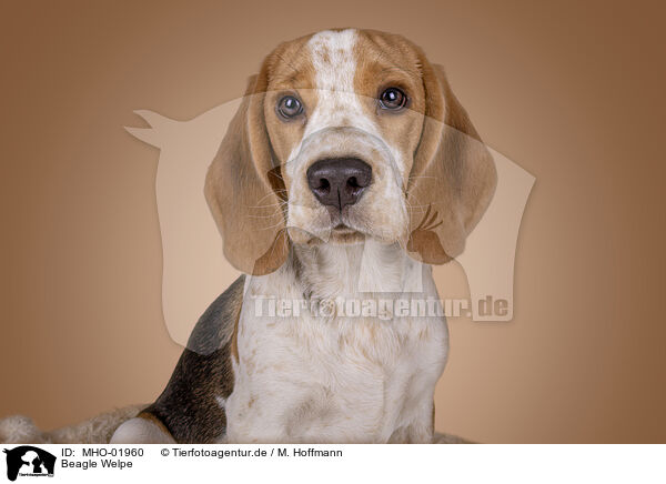 Beagle Welpe / Beagle puppy / MHO-01960