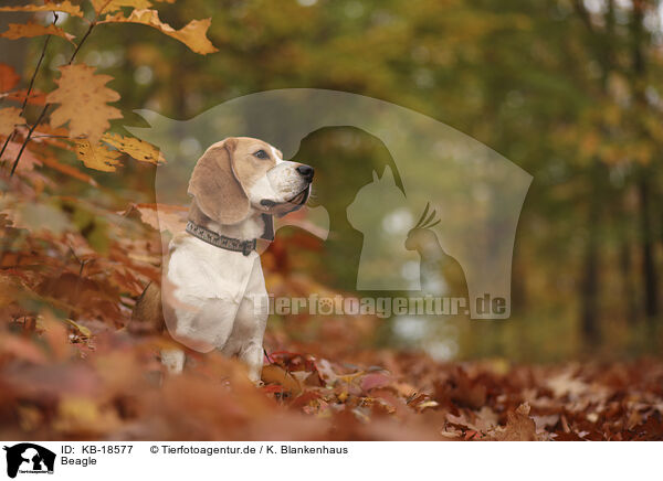 Beagle / KB-18577