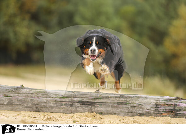 Berner Sennenhund / Bernese Mountain Dog / KB-18584