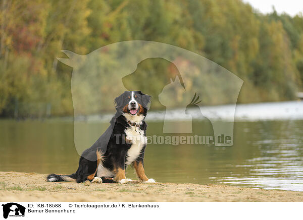 Berner Sennenhund / Bernese Mountain Dog / KB-18588
