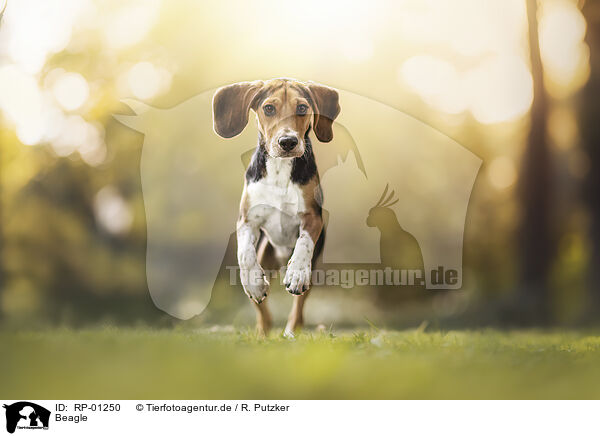 Beagle / Beagle / RP-01250