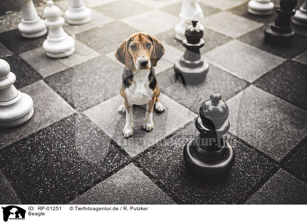 Beagle / Beagle / RP-01251