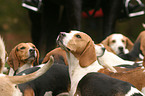 Beaglemeute