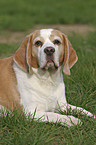 liegender Beagle