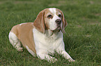 liegender Beagle