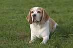 liegender Beagle