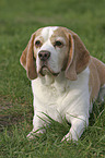 liegender Beagle