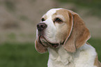 Beagle Portrait