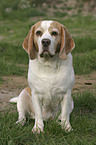 sitzender Beagle