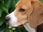 Beagle Portrait