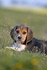 Beagle Welpe