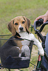 Fahrradfahren mit Hund