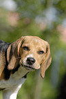 Beagle Portrait