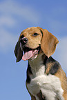 Beagle Portrait