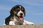 Beagle Welpe