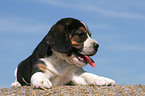 Beagle Welpe